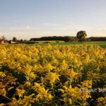 Yellow field: Yellow flowers by Westendorp