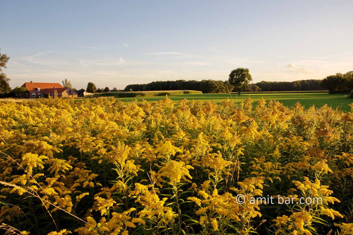 Yellow field: Yellow flowers by Westendorp